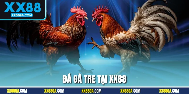 Những chiến binh gà tre nhỏ bé nhưng đầy năng lượng