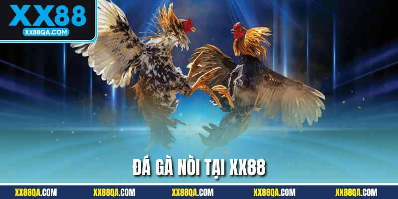 Trường đá gà nòi vô cùng quen thuộc