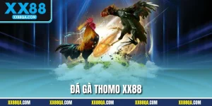 Đá Gà Thomo XX88 - Thiên Đường Chọi Kê Xanh Chín