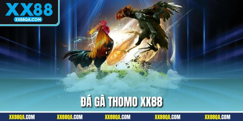 Đá Gà Thomo XX88 - Thiên Đường Chọi Kê Xanh Chín